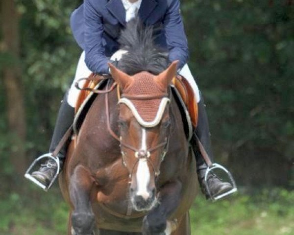 Zuchtstute Capri (Oldenburger Springpferd, 2003, von Come On)