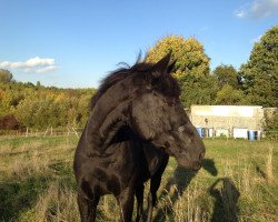horse Falling-Star (Westphalian, 2001, from Florestan I)