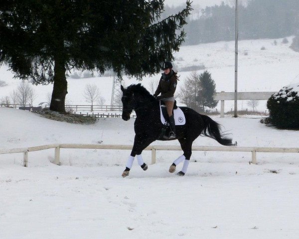 dressage horse Bilbo Beutlin 5 (Hanoverian, 2000, from Beluga)