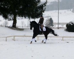 dressage horse Bilbo Beutlin 5 (Hanoverian, 2000, from Beluga)