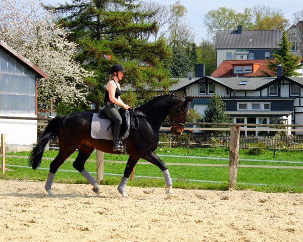 horse Belmondo E (Westphalian,  , from Basic)