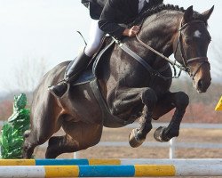 jumper Kapitan (Westphalian, 2004, from Cornet Obolensky)