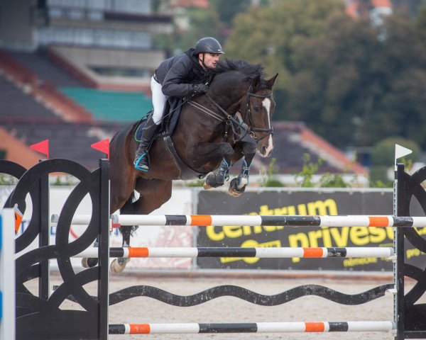 Pferd Ceres (Hannoveraner, 2012, von Calido I)