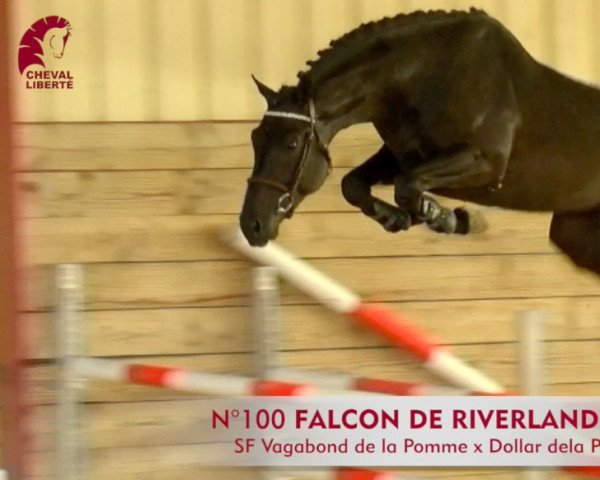 Springpferd Falcon de Riverland (Selle Français, 2015, von Vagabond de la Pomme)