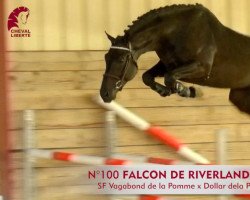 Springpferd Falcon de Riverland (Selle Français, 2015, von Vagabond de la Pomme)