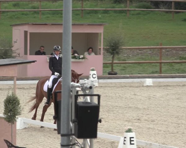 FEI Reitturnier Troisdorf (GER) 2022