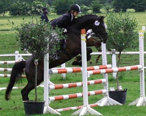 horse Nikita (German Riding Pony, 1998, from Niveau)