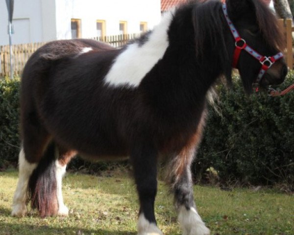broodmare Chica (Shetland Pony, 2020, from Calypso)