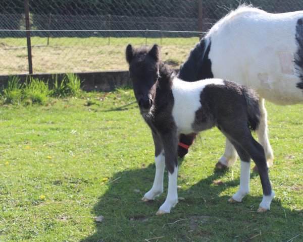 horse Lichterzaubers Origin (Shetland Pony, 2022, from Obelix v. Hoeve Eelwerd)