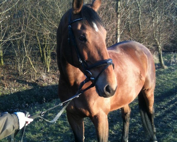 broodmare Lavinia (Mecklenburg, 1999, from Lancer III)