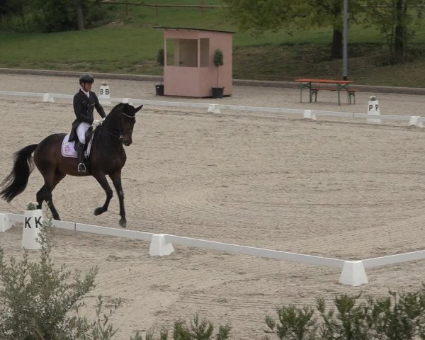 FEI Reitturnier Troisdorf (GER) 2022
