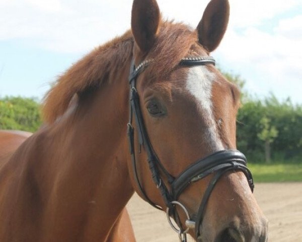 Pferd Flolo j'adore (Westfale, 2009, von Fürst Piccolo)