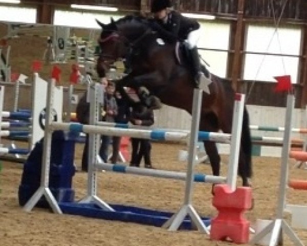 broodmare Lausanne 55 (Saxony-Anhaltiner, 2002, from Levisto Z) broodmare Lausanne 55 (Saxony-Anhaltiner, 2002, from Levisto Z)