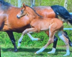 Pferd Belverin (Westfale, 2021, von Belvedere NRW)