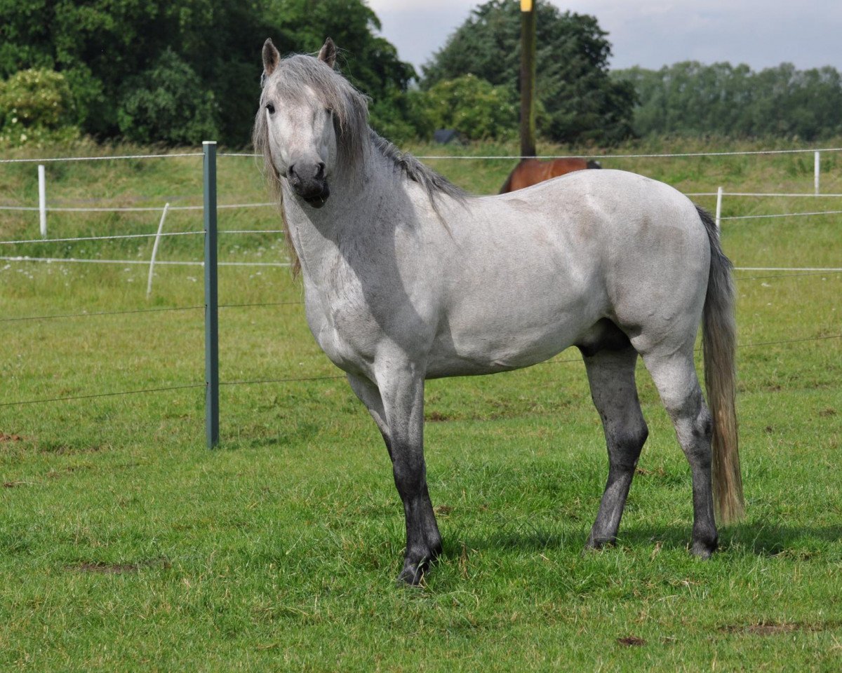 stallion Voyou d'Issel (Camargue horse, 2009, from Jauvas)