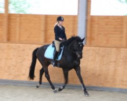 jumper Dagostino (Hanoverian, 2009, from Desperados FRH)