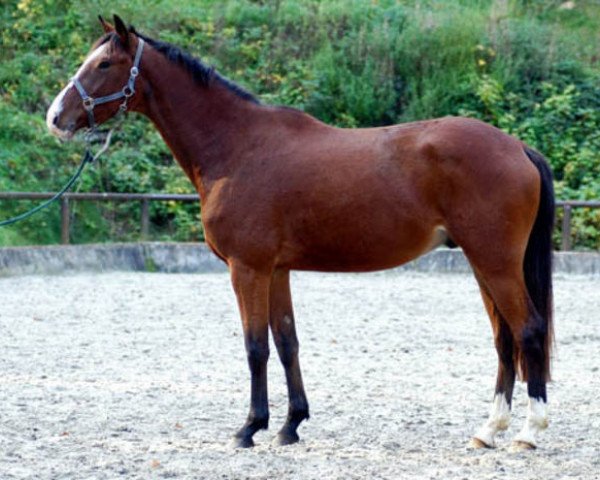 Dressurpferd Gustav der Große (Trakehner, 2004, von Freudenfest) Dressurpferd Gustav der Große (Trakehner, 2004, von Freudenfest)