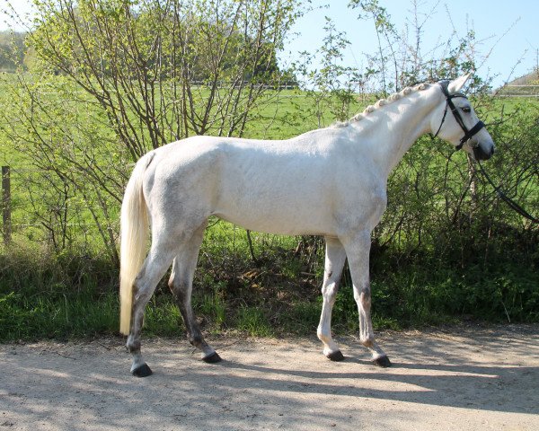 Pferd Atlantique (Hannoveraner, 2018, von Cellestial)