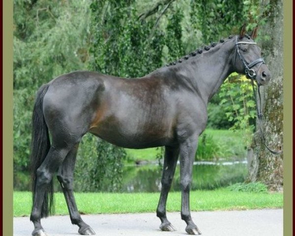 broodmare Krönung (Trakehner, 1996, from Tuareg)