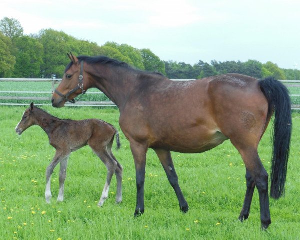 Zuchtstute Havanna (Oldenburger Springpferd, 2007, von Catoki)