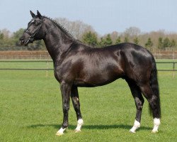 stallion Zauberlord (Trakehner, 2009, from Lord Luciano 2)