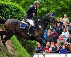 jumper Hello Max (Irish Sport Horse, 1994, from Animo's Hallo)
