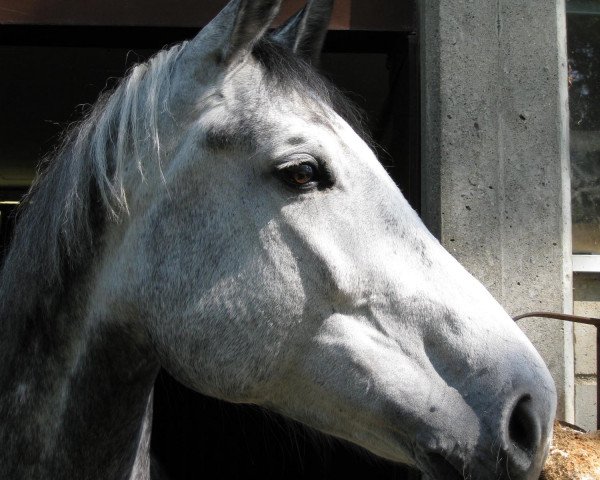 Zuchtstute Z Corlanda (Holsteiner, 2007, von Corrado I)