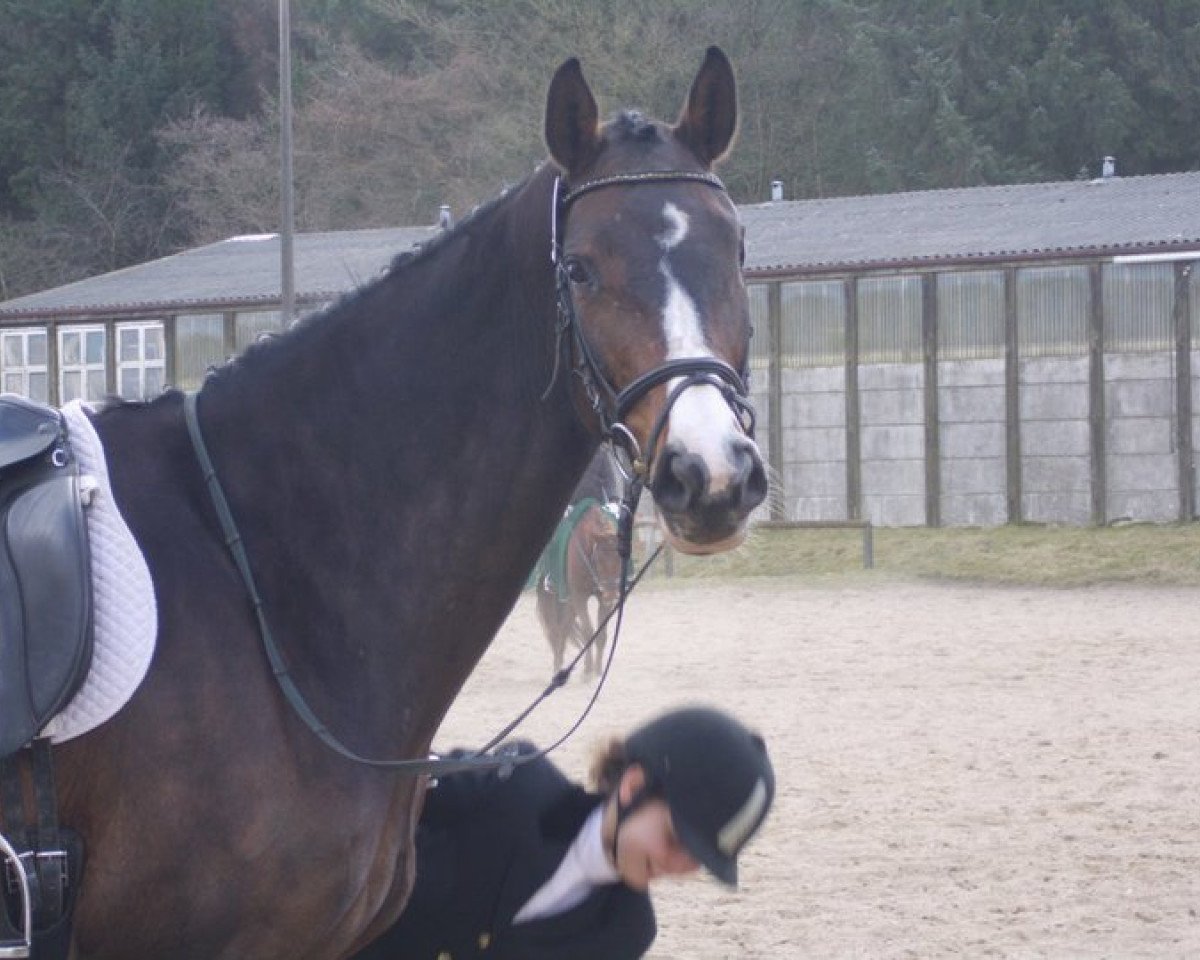broodmare Edition's Tres-Jolie (Holsteiner, 2003, from Dolany)