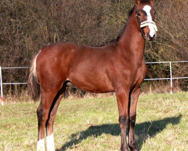 horse Belesprit (Hanoverian, 2012, from Belstaff)