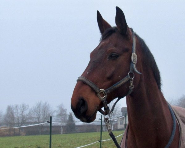 horse Rico (Rhinelander, 2000, from Rilke)