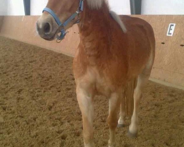 horse Naila (9,375% ox) (Edelbluthaflinger, 2009, from Novara (6,25% ox))