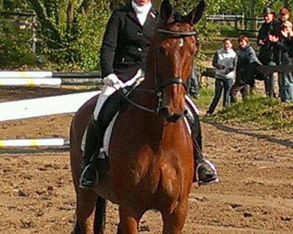 dressage horse Why Not 250 (KWPN (Royal Dutch Sporthorse), 2003, from Koriander)