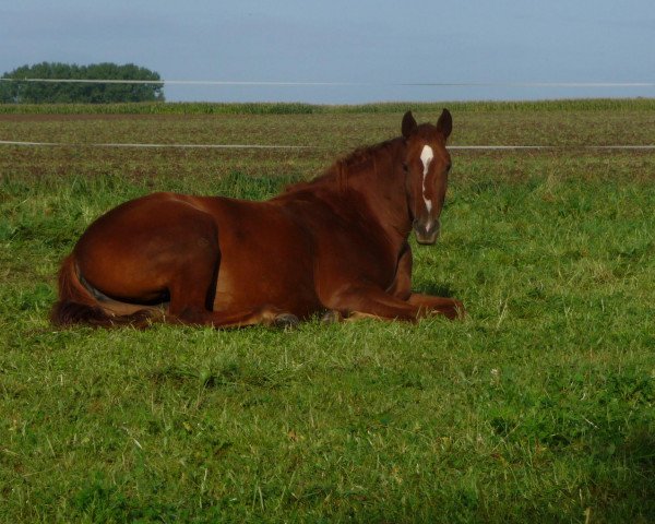 broodmare Wahelia.de (Oldenburg, 2010, from Quattro B)