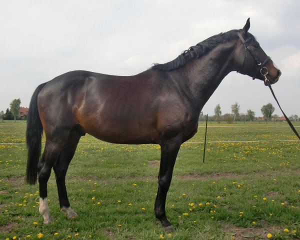 horse One Crazy Fridolyn (Trakehner, 2008, from Freudenfest)