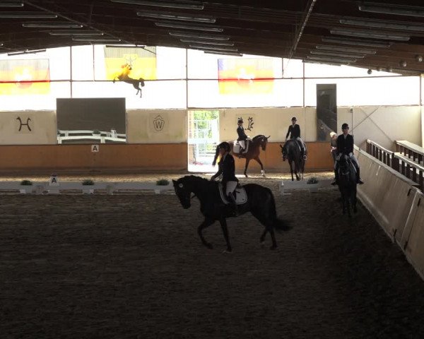 Reitturnier Hildesheim-Steuerwald 2022