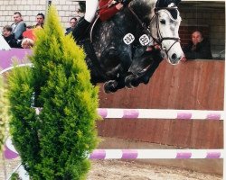 broodmare Condoleeza 2 (Zangersheide riding horse, 2006, from Caritano Z)