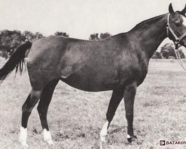 broodmare Tryncza ox (Arabian purebred, 1958, from Trypolis 1937 ox)