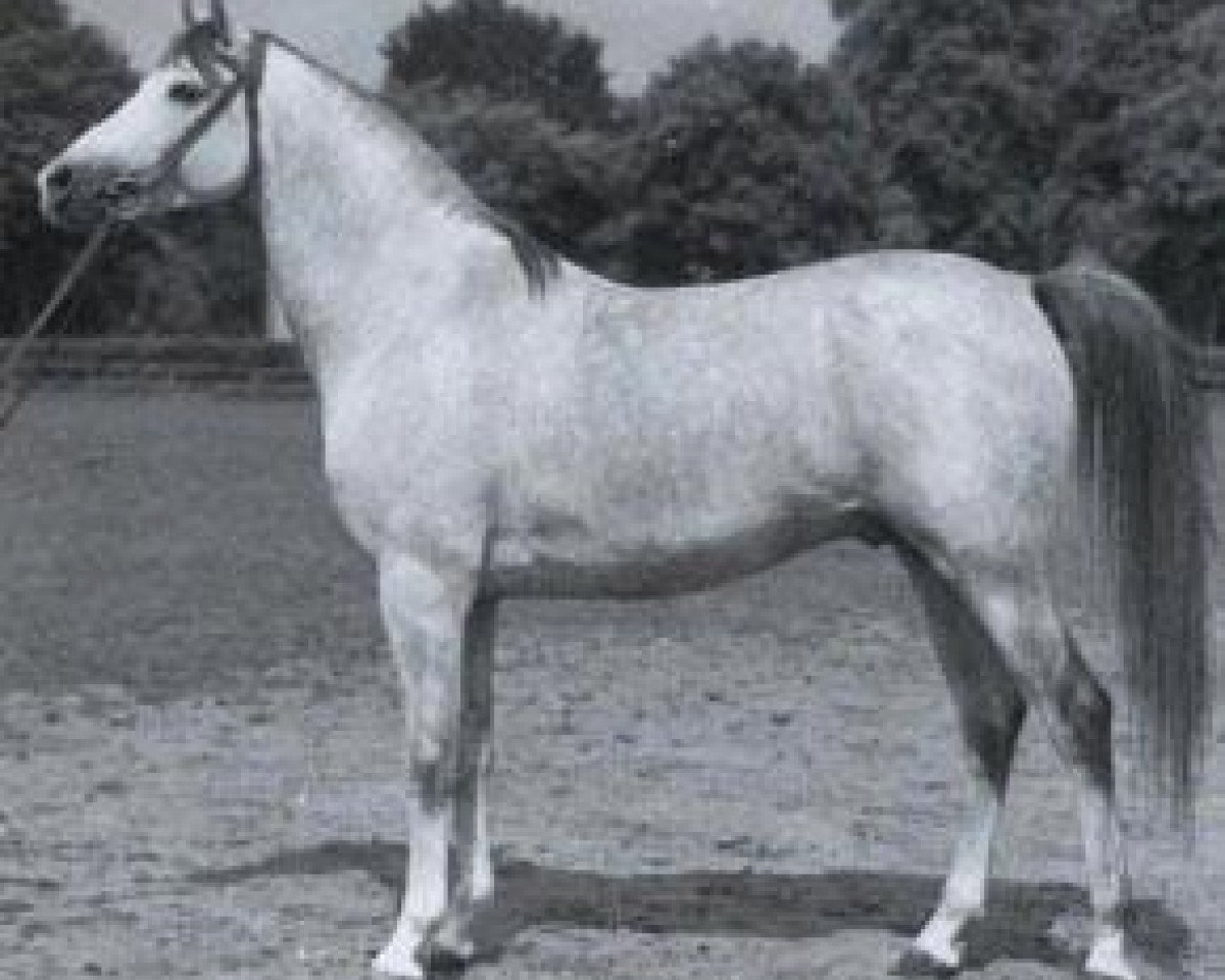 stallion Tryptyk 1965 ox (Arabian purebred, 1965, from Aquinor 1951 ox)