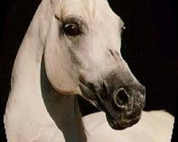 stallion Parys 1974 ox (Arabian purebred, 1974, from Tryptyk 1965 ox)