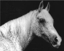 broodmare Bandola 1948 ox (Arabian purebred, 1948, from Witraz 1938 ox)