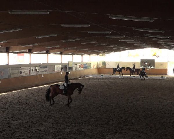 Reitturnier Hildesheim-Steuerwald 2022
