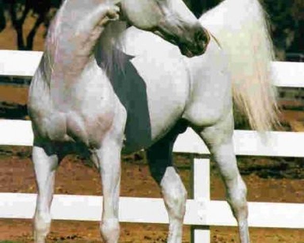 stallion Bandos 1964 ox (Arabian purebred, 1964, from Negatiw 1945 ox)