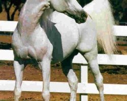 stallion Bandos 1964 ox (Arabian purebred, 1964, from Negatiw 1945 ox)