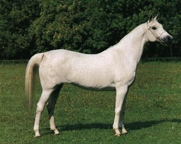 broodmare Partita 1976 ox (Arabian purebred, 1976, from Bandos 1964 ox)