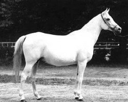 broodmare Parma 1966 ox (Arabian purebred, 1966, from Aswan 1958 EAO)