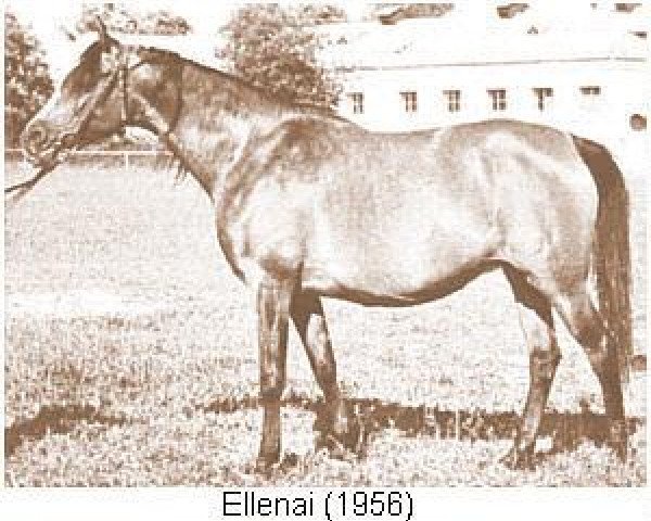 broodmare Ellenai 1956 ox (Arabian purebred, 1956, from Wielki Szlem 1938 ox)