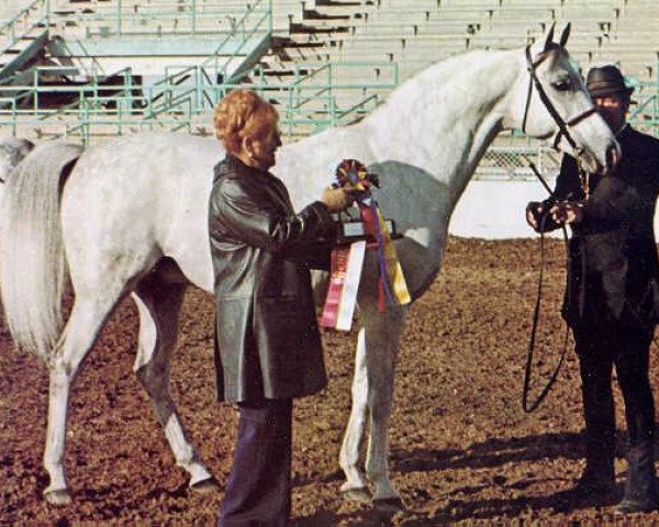 stallion Eleuzis 1962 ox (Arabian purebred, 1962, from Aquinor 1951 ox)