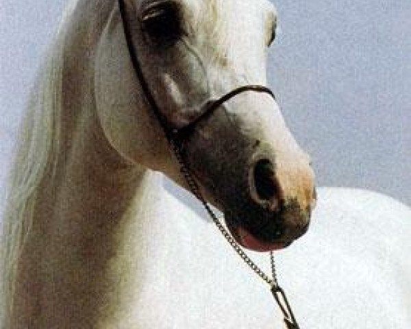 stallion Pesal ox (Arabian purebred, 1991, from Partner ox)