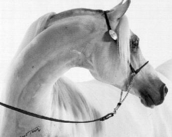 stallion Gokart 1975 ox (Arabian purebred, 1975, from Partner ox)