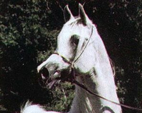 stallion Penitent 1979 ox (Arabian purebred, 1979, from Partner ox)